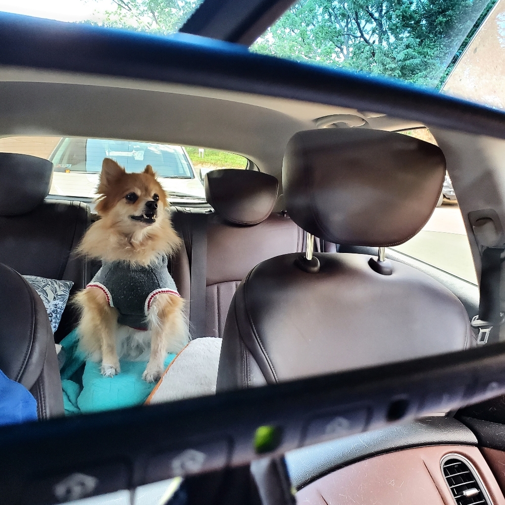 Loki Littlebear 2006-2020 (Rsvp Delayed Shipments) - image 2